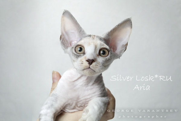 Aria Silver Losk*RU - 001