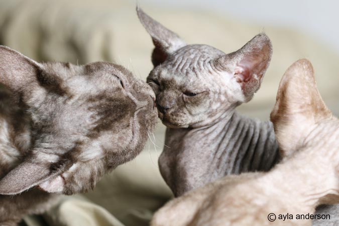 Devon Rex Handbook - комментарии к CFA стандарту девон-рекса - Страница 2 Chocol20