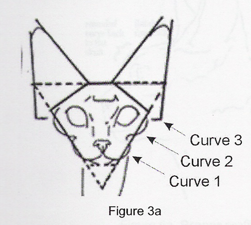 Devon Rex Handbook - комментарии к CFA стандарту девон-рекса - Страница 2 Curve10