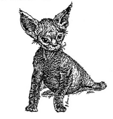 Devon Rex Handbook - комментарии к CFA стандарту девон-рекса Devon_10