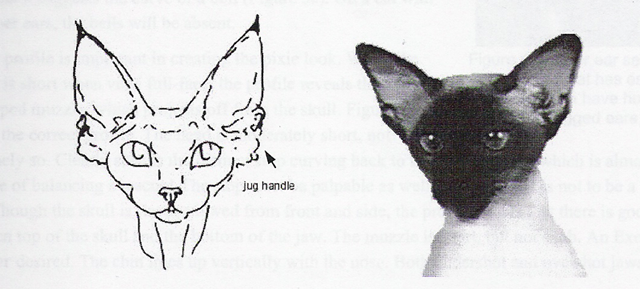 Devon Rex Handbook - комментарии к CFA стандарту девон-рекса Sia10