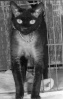 Первый девон-рекс, получивший титул Чемпиона в Англии
Черная кошка