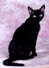 Supreme Champion, Лучший девон-рекс года
Черная кошка, Англия