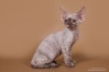 шоколадная черепаховая дымчатая кошка 2 месяца
(Lirika's Bob-Be Brown x Ripplerex Tiramisu)