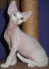 Белая разноглазая кошка девон-рекс 
(Lirika's Flash Royal x Bijou Bella Adore) 
заводчик и владелец Jitka Godarova, Чехия