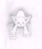 Рисунок котенка девон-рекса
