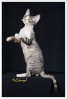 кот черный серебристый биколор
2й Лучший котенок года 2009-2010
3й Лучший взрослый года 2009-2010

breeders/owners Gerri Logan & Claudia Hasay, USA