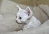 белый котик 1 месяц
(Lirika's Zackary Bars x Lirika's Ilona Lovegood)