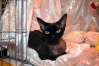 Черная кошка
Англия, питомник Magical