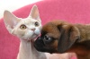 Кошки из питомника Егоза и собака пти брабансон