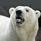 icebear