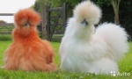 Птицы, цыплята 20957-77