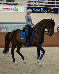 Russian Dressage Horse Federation 2-42