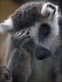 lemurda