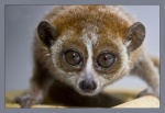 Lemur Lori