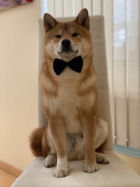 Pako_shibainu