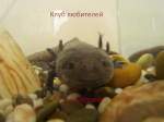 Axolotl