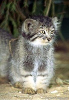 Manul