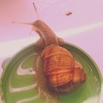 pink_snail