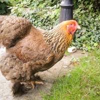 Poule Qui Ne Mange Plus Ne Boit Plus Et Reste Prostrée Page 2