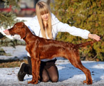 Doberman`s