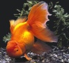 Золотые рыбки Redora10