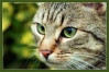 Красивые фото кошек Catgla22