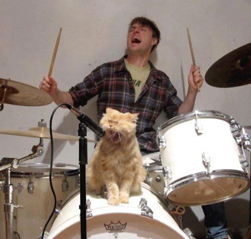 Кот на барабанах