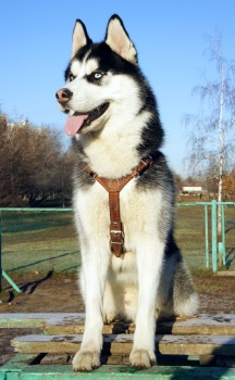 Husky