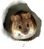 Шумелка Мышь