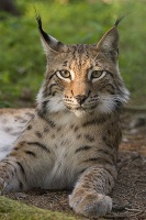 Luchs