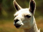 llama