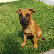 Staffy Growth Chart