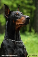 DOBER