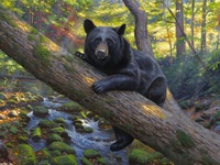 Black Bear