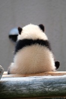 PandaCrew