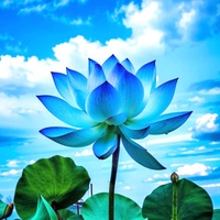 Blue Lotus