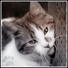 Аватары с кошками Db745010