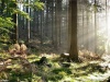 Таинственный лес2