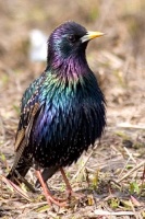 starling